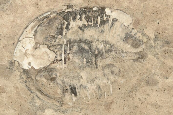 Bargain, Pseudogygites Trilobite Fossil - Ontario #191157